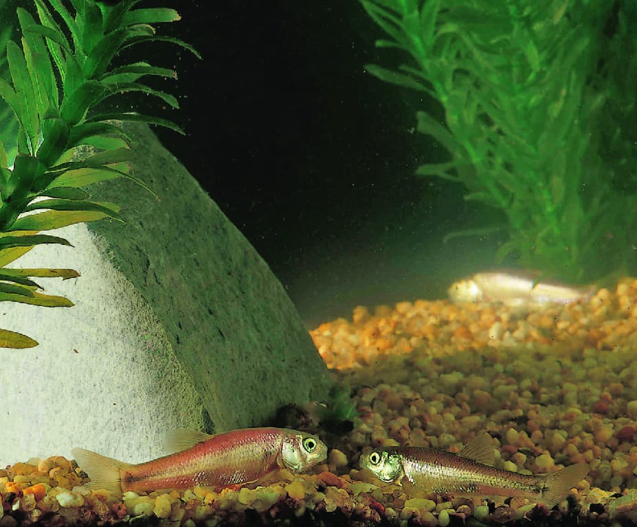 Rosey Red Minnow