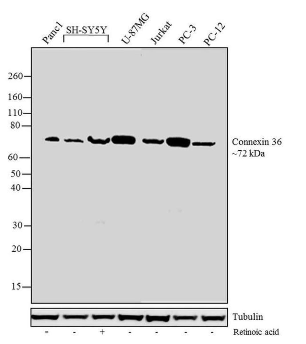 Anti-Cx36 Rabbit Recombinant Multiclonal Antibody [clone: RP23040097 ...