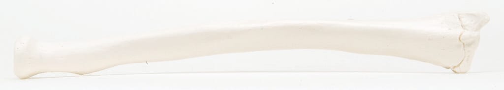 3B Scientific® Individual Bones