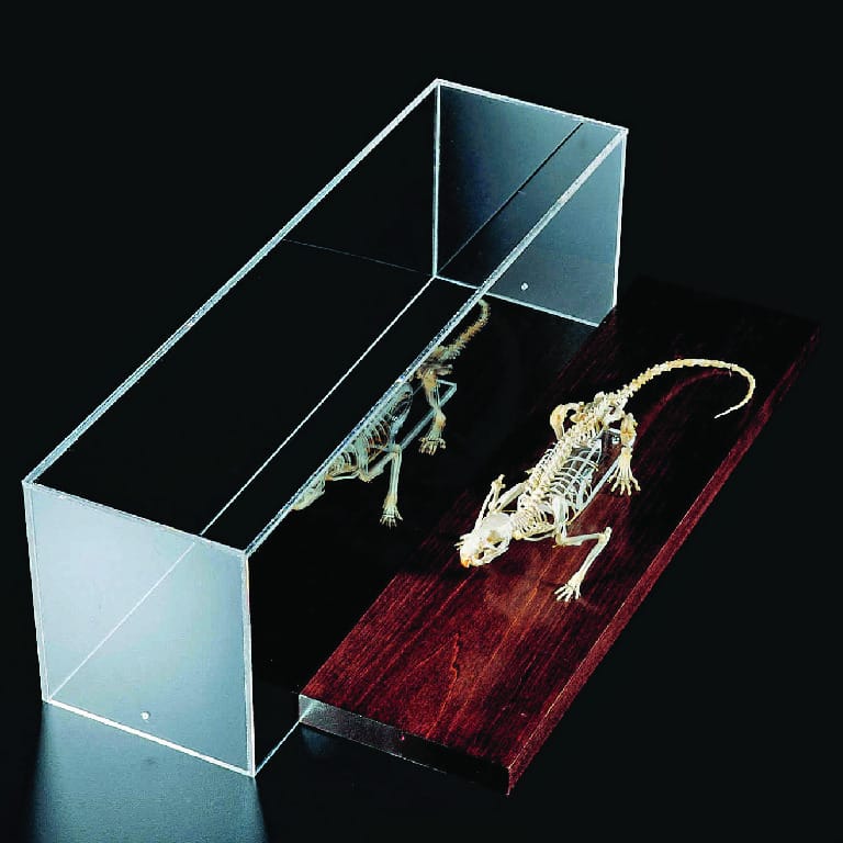 Ward's® Rat Skeleton