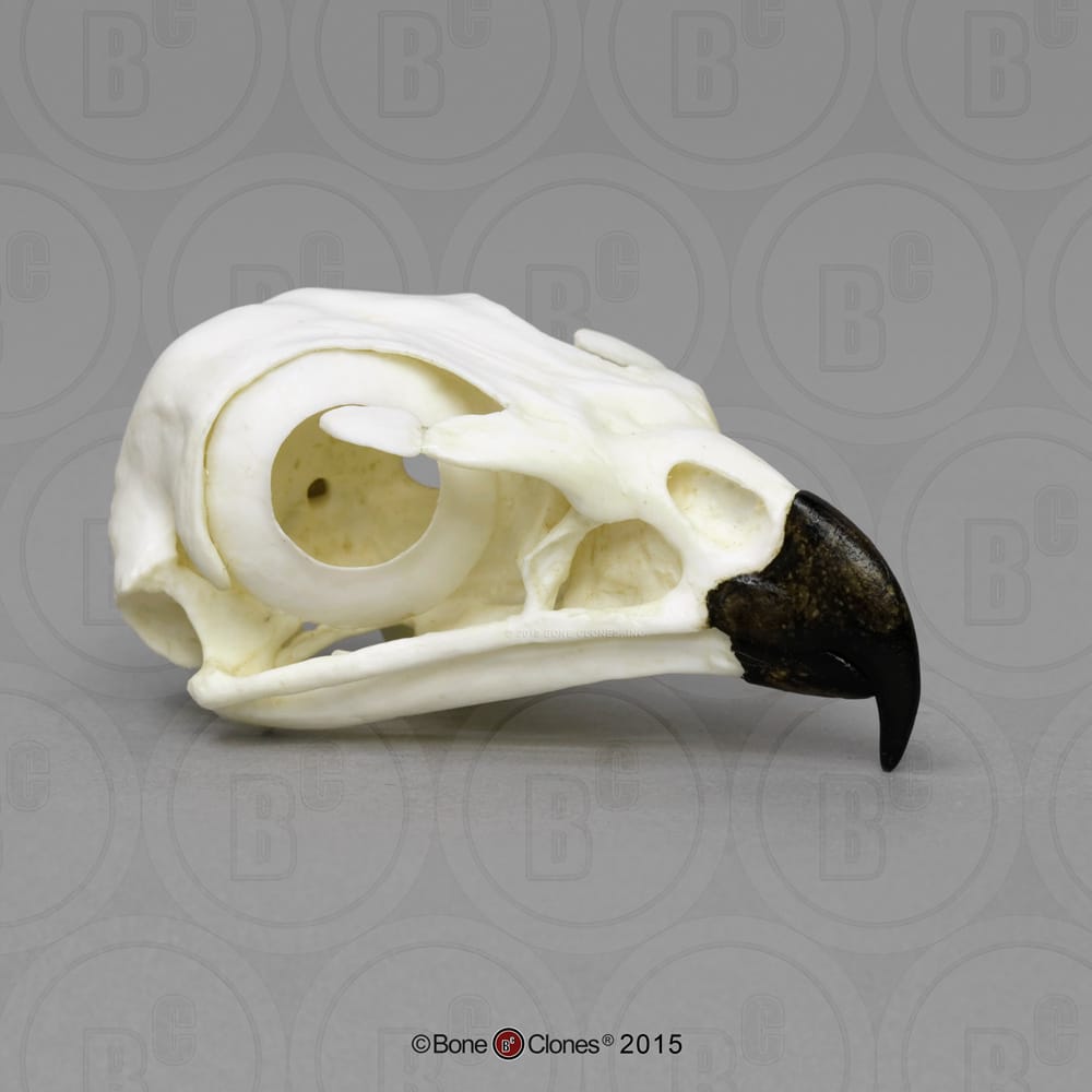 BoneClones® Animal Skulls, Avian