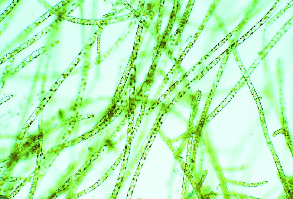 Ectocarpus
