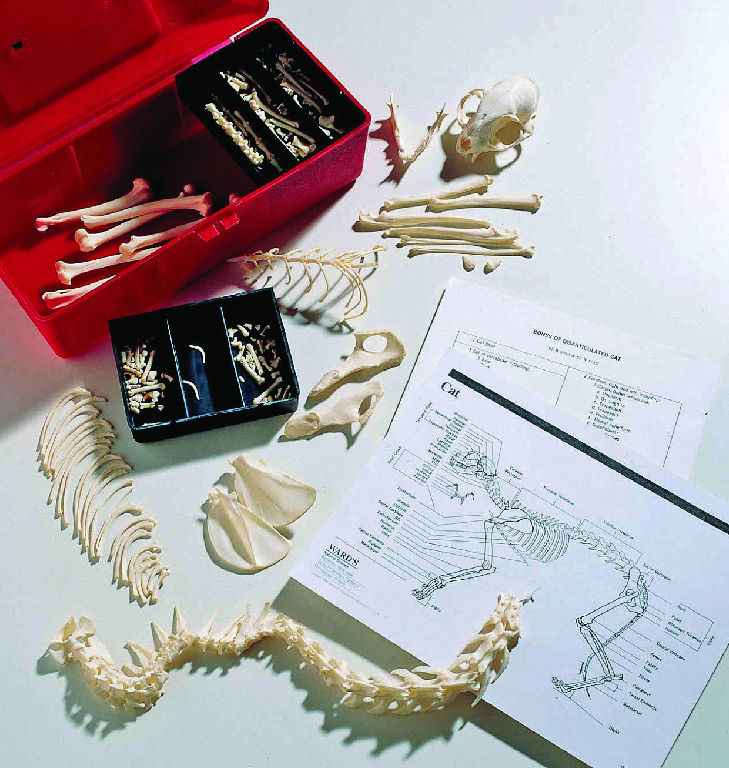 Ward's® Disarticulated Cat Skeleton