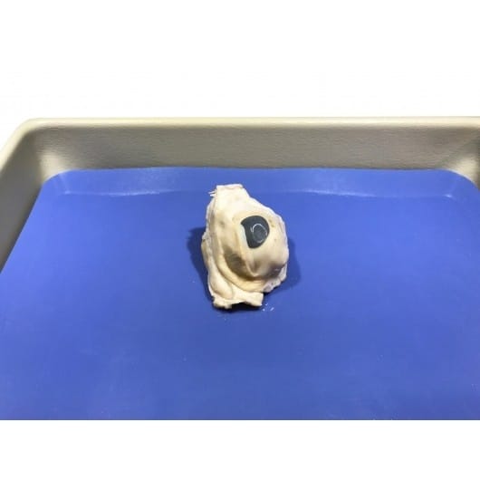 Ward's Pure Preserved™ Pig Eyes