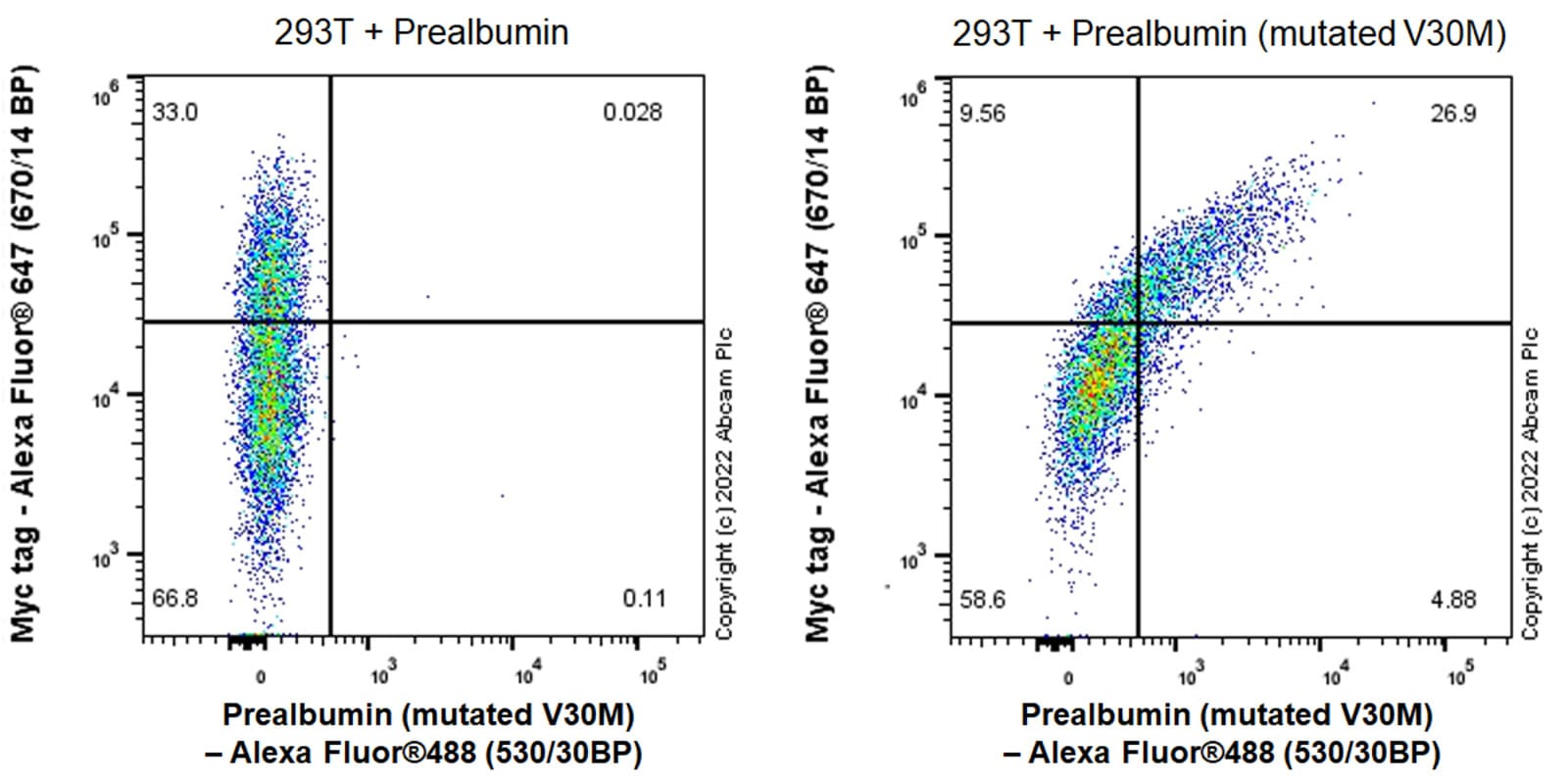Anit-Prealbumin (mutated V30M) Rabbit Monoclonal Antibody [clone ...
