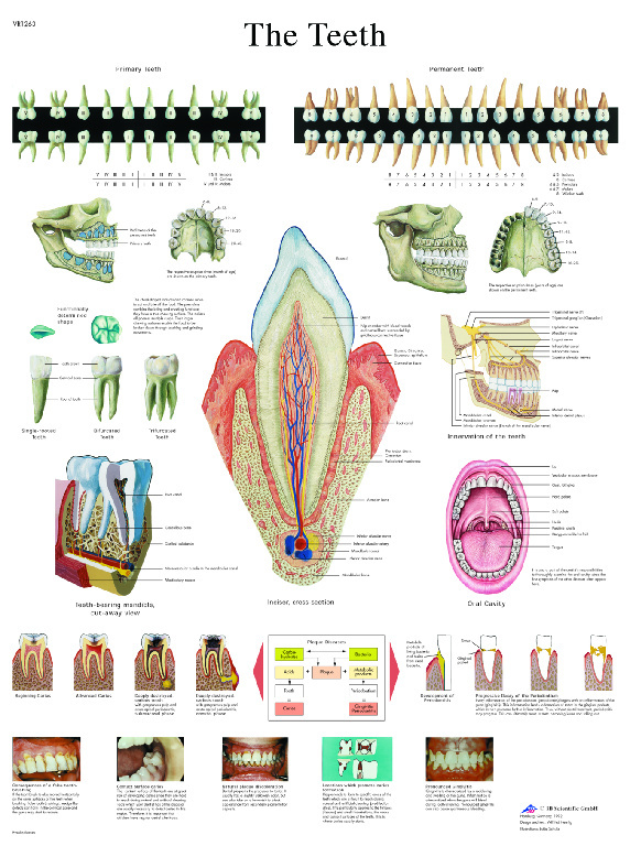 3B Scientific® Teeth Chart
