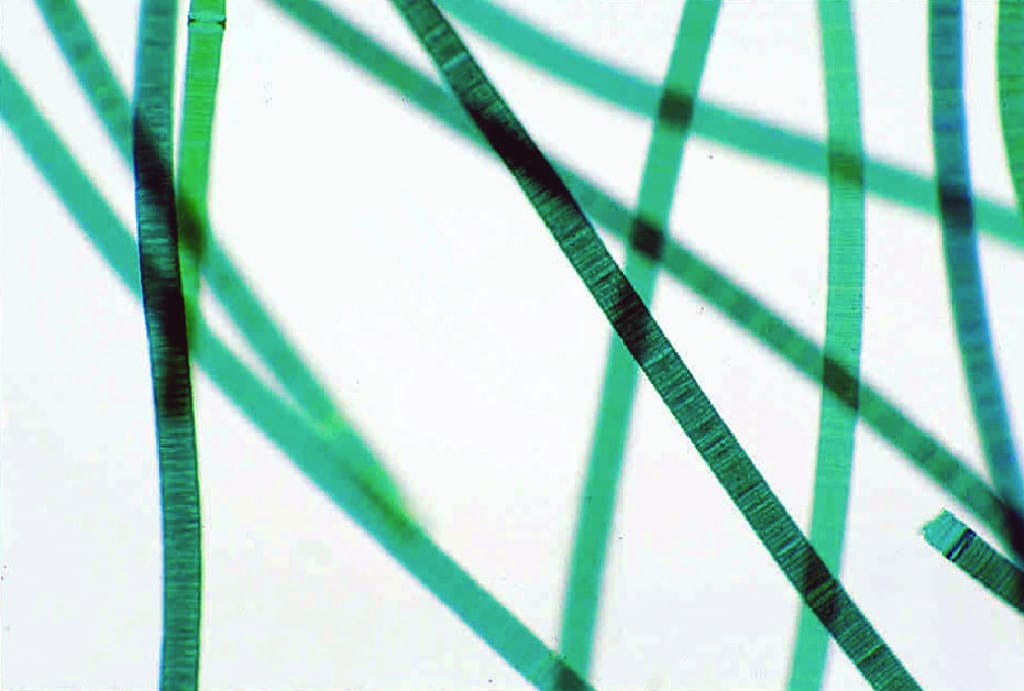 Ward's® Live Oscillatoria Culture