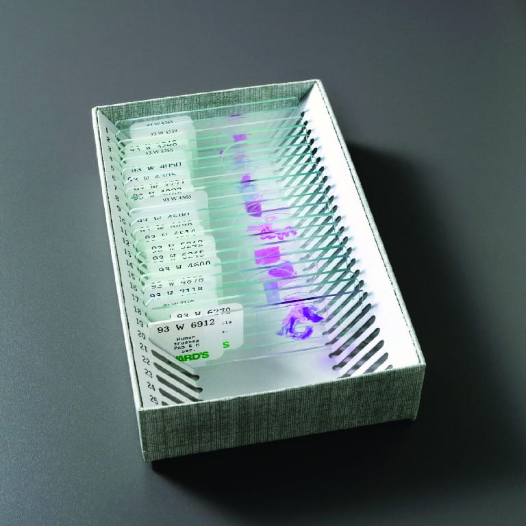 Ward's® Human Microanatomy Microscope Slides Set