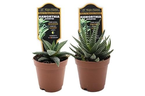 ReptiFauna Bioactive Desert Plants