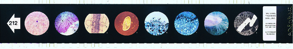 Symbiosis Microslide