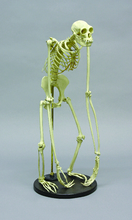 BoneClones® Gibbon Skeleton