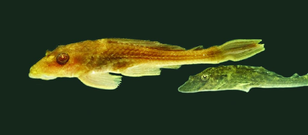 Plecostomus
