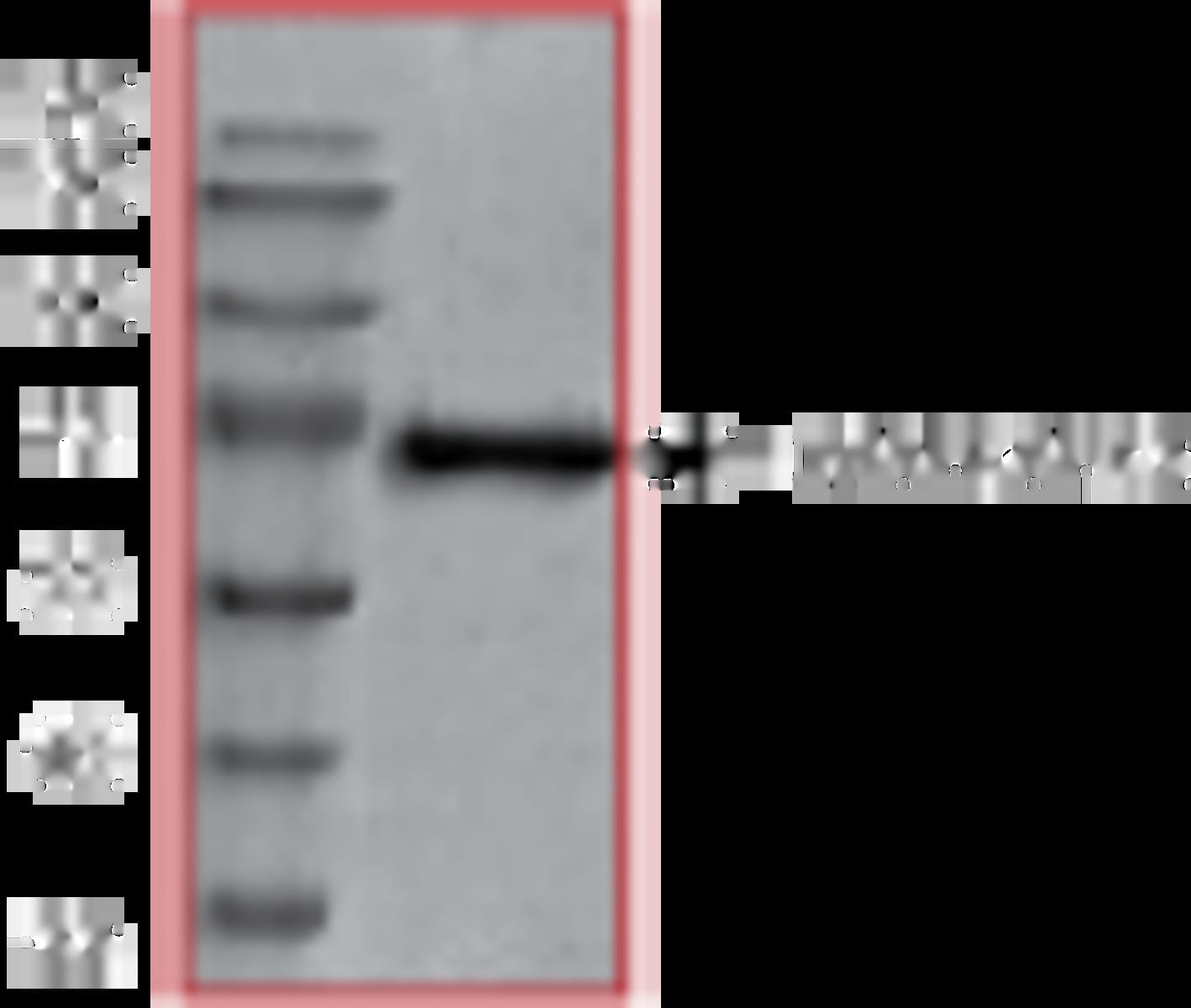 Human Recombinant MK-3 (from Baculovirus (Sf9 Insect cells)) | VWR ...