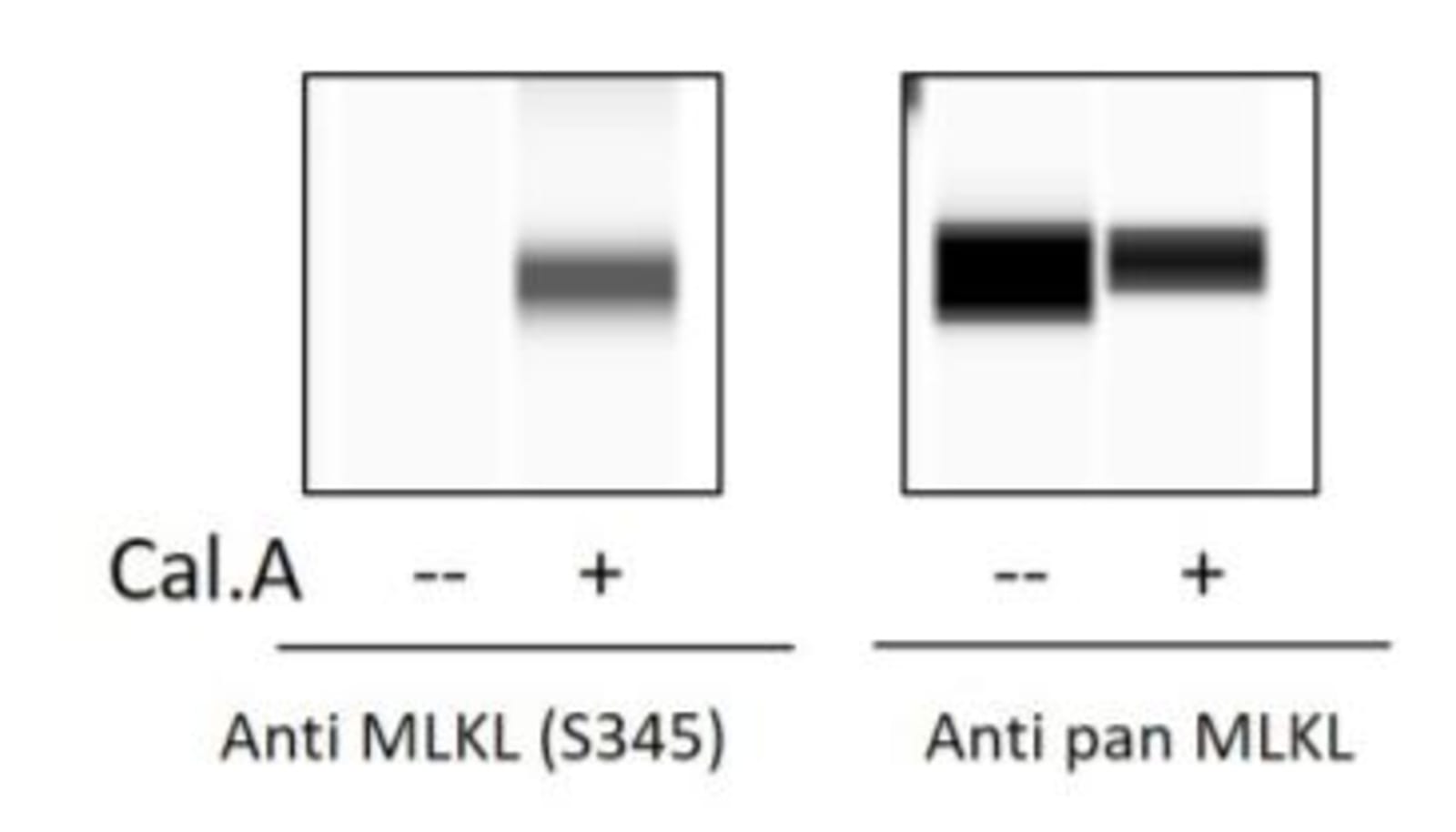 Phospho-MLKL (S345) ELISA Kit | VWR, part of Avantor