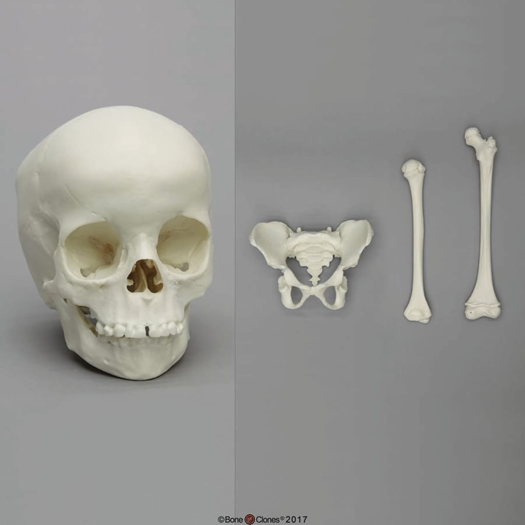 BoneClones® Skeletal Comparison Set