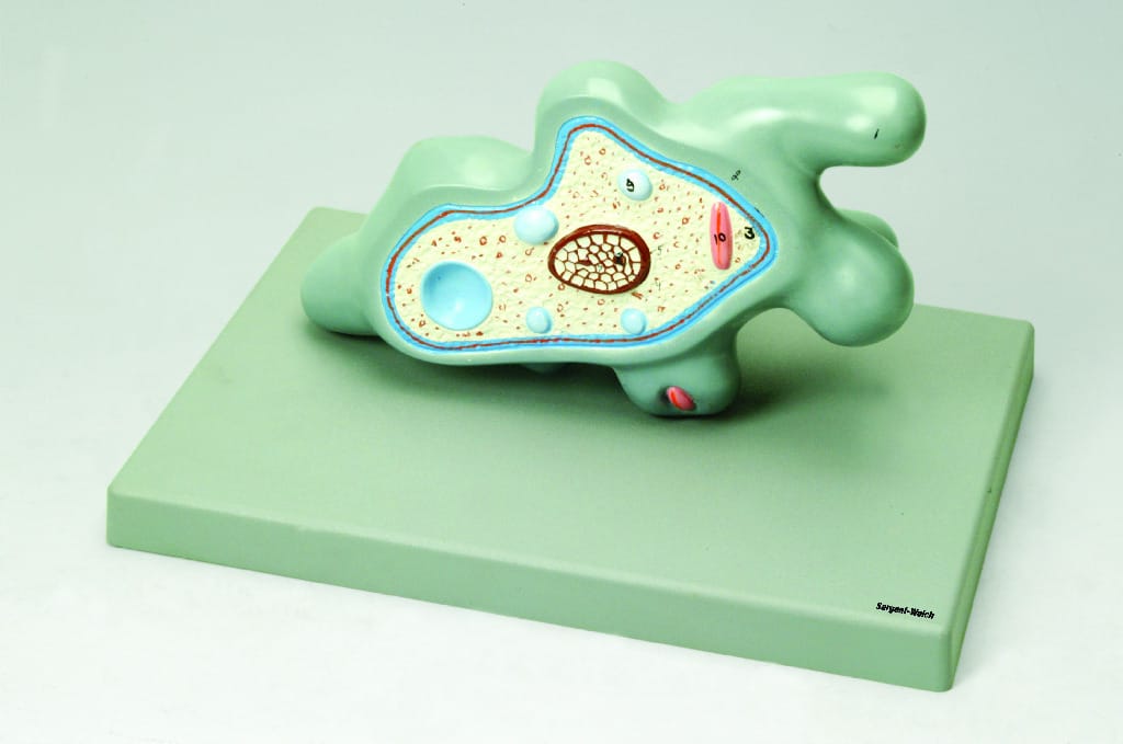 Eisco® Amoeba Proteus Model
