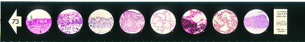 The Respiratory System Microslide