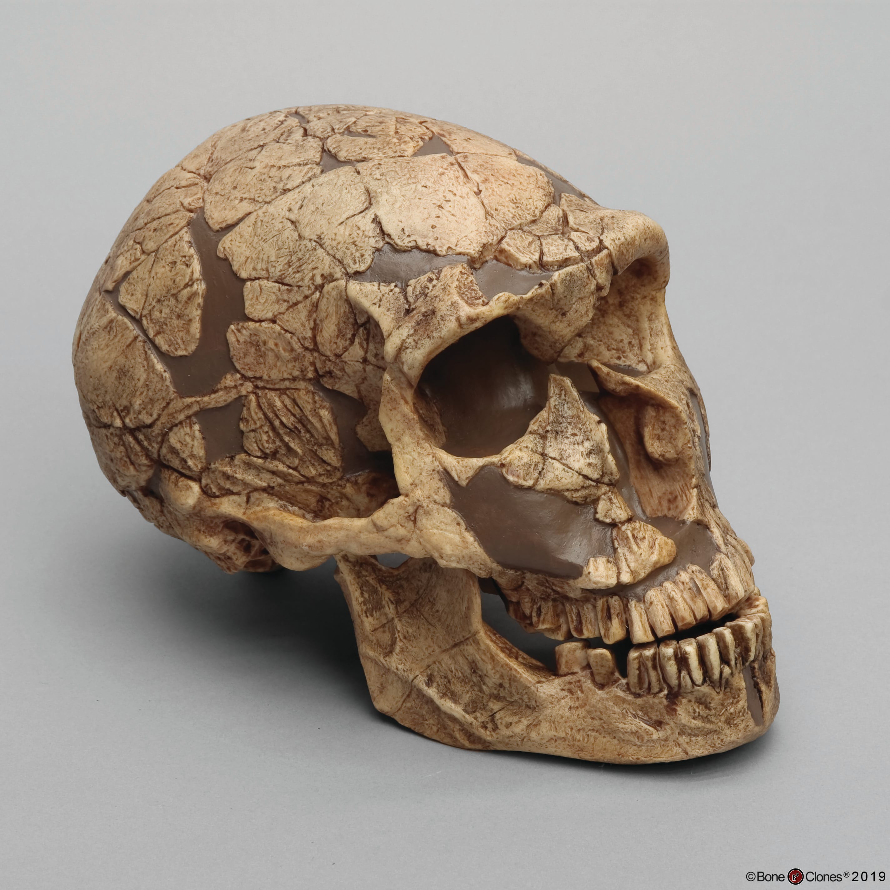 Bone Clones® Homo neanderthalensis Skull La Ferrassie 1