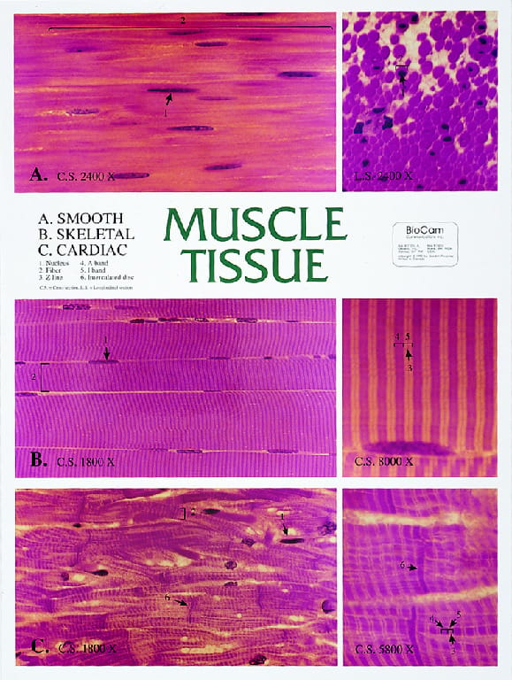 Biocam Mircohistology Charts