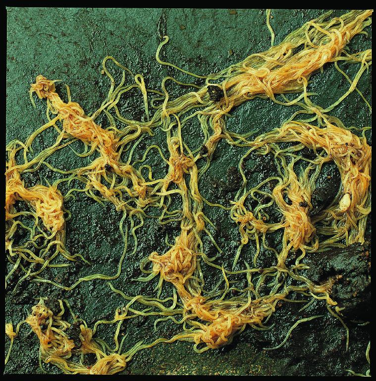 Ward's® Live White Worm Culture (Enchytraeus sp.)