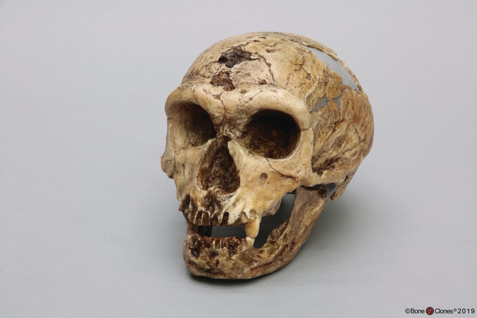 Bone Clones® Homo neanderthalensis Skull La Chapelle-aux-Saints
