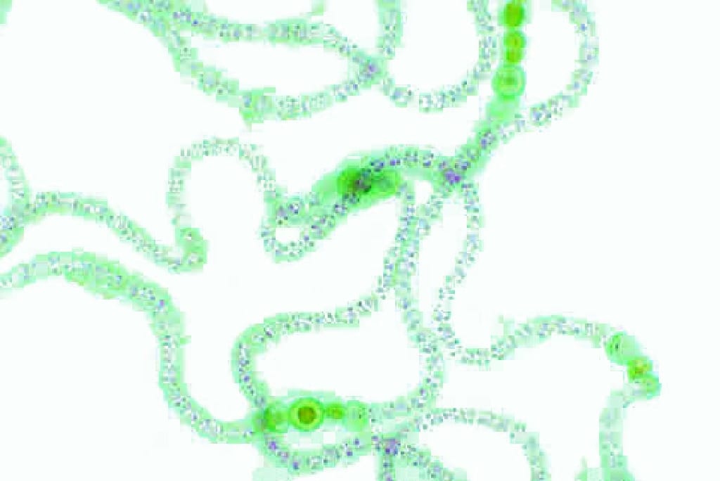 Nostoc Slide