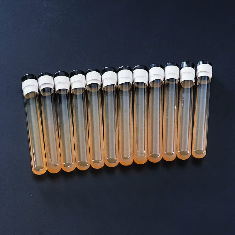 Halobacterium Agar