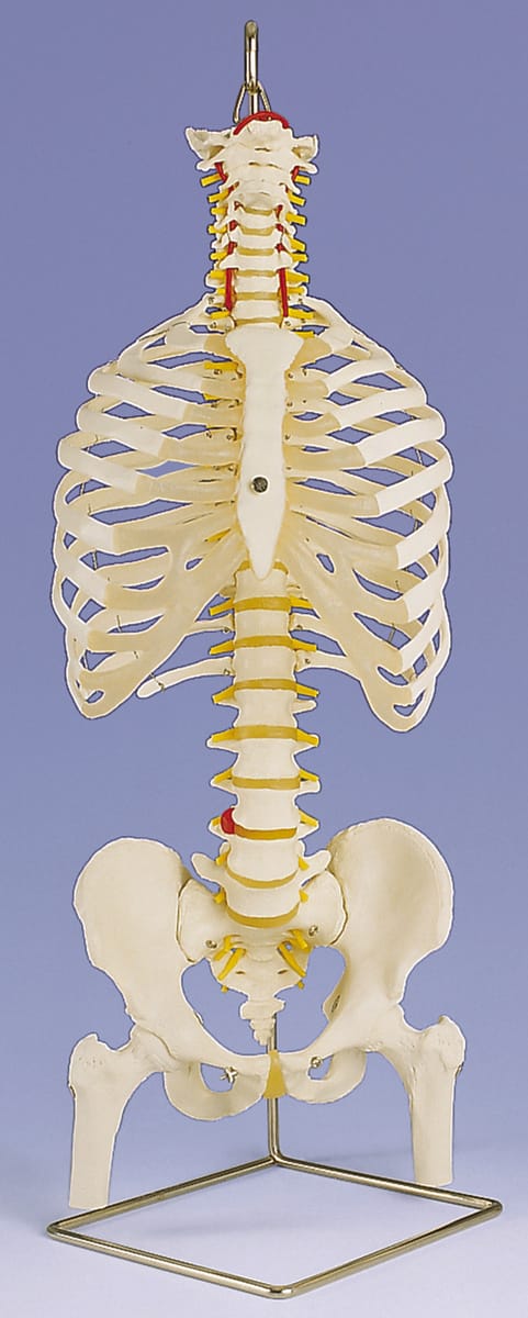 3B Scientific® Torso Skeleton and Stand