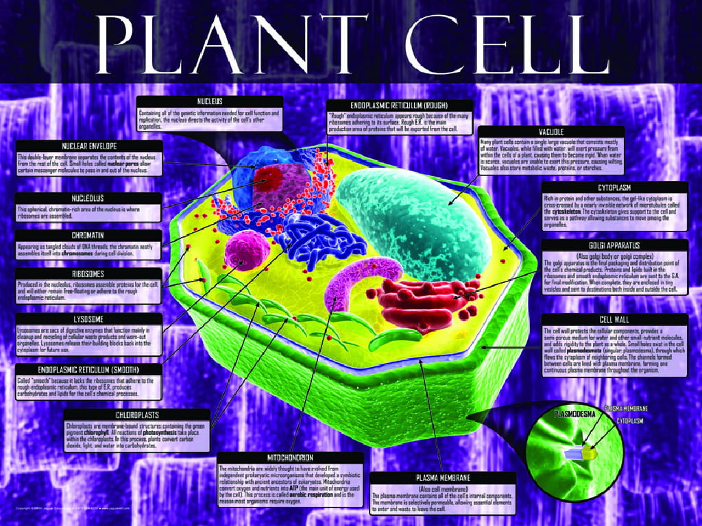 Cells: Structure, Function and Processes Posters