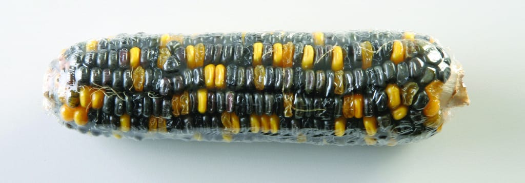 Genetic Corn Ears