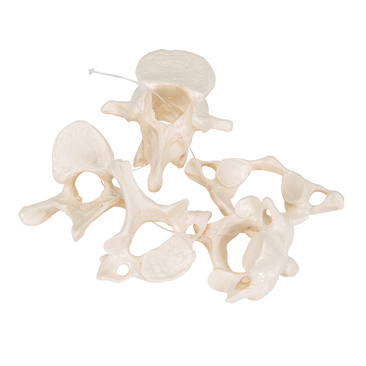 3B Scientific® 5 Vertebrae Set