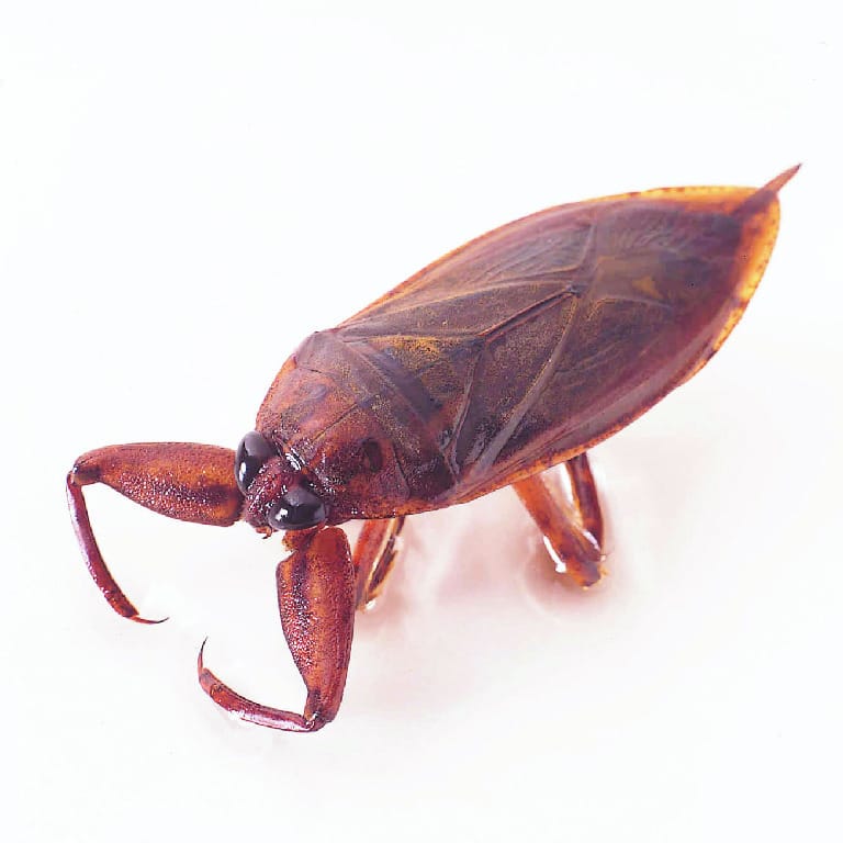 Giant Water Bug