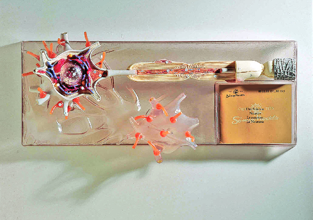 Somso® Removable Neuron Model