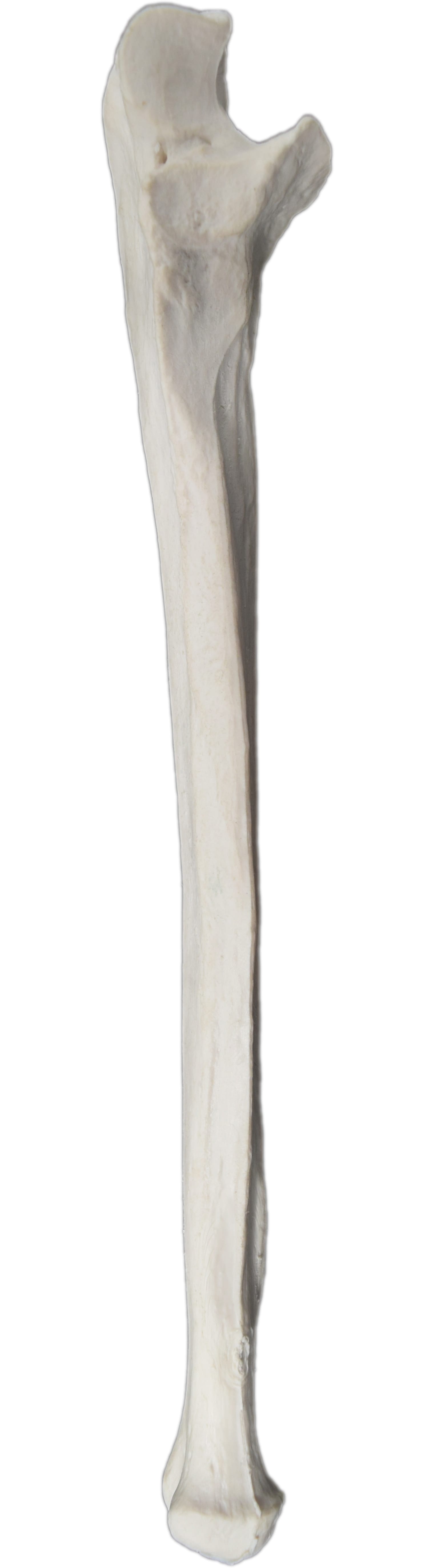 Eisco® Individual Bones