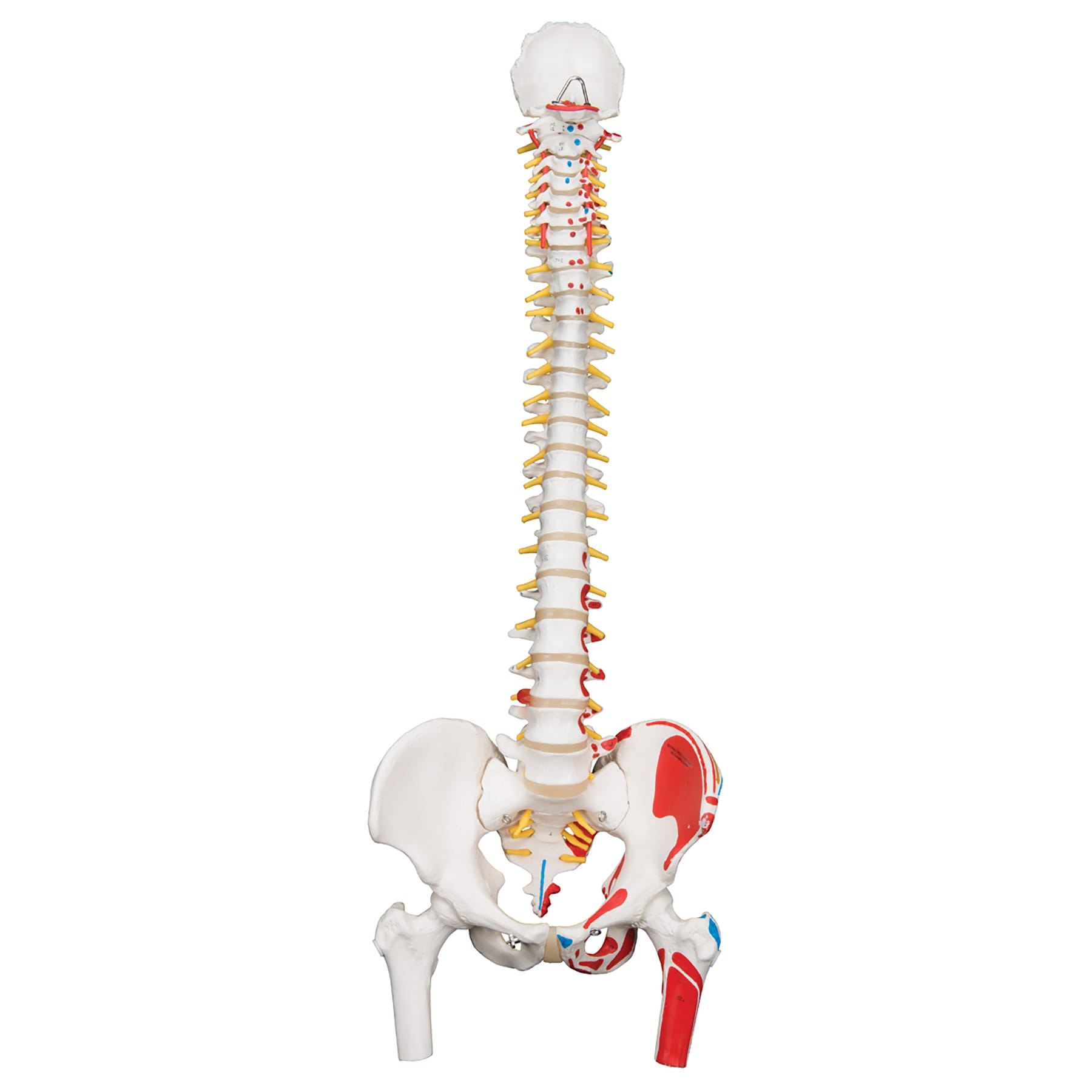 3B Scientific® Flexible Spine With Femurs Heads
