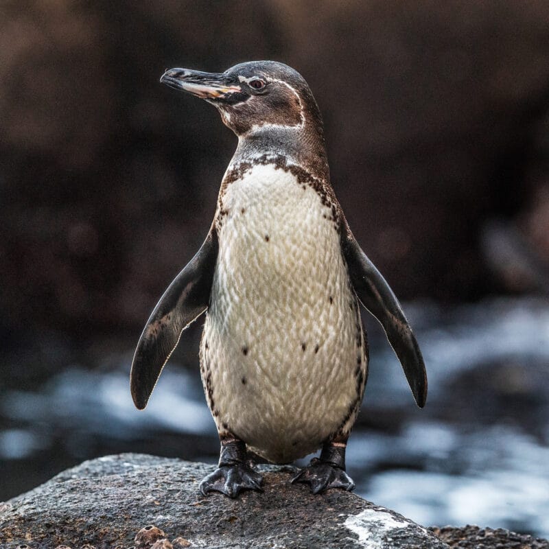 miniPCR® Galápagos Penguin Lab: Biodiversity At Risk