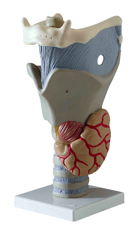 3B Scientific® Functional Larynx Model