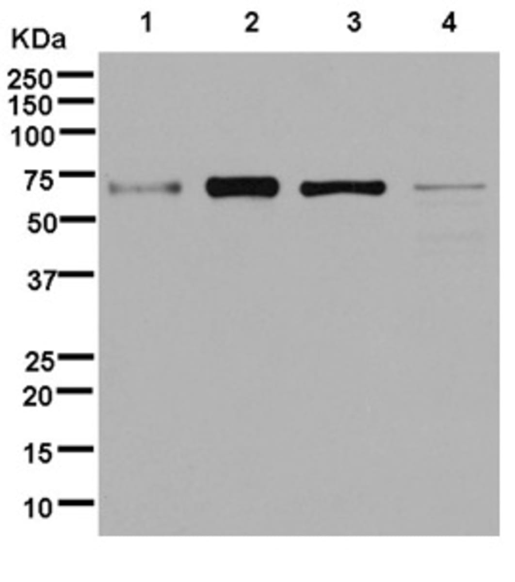 Anti-BTNL2 Rabbit Monoclonal Antibody [clone: EPR12252] | VWR, part of ...