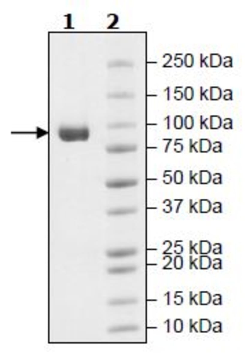 Mouse Recombinant Fibroblast activation protein, alpha (from HEK293 ...