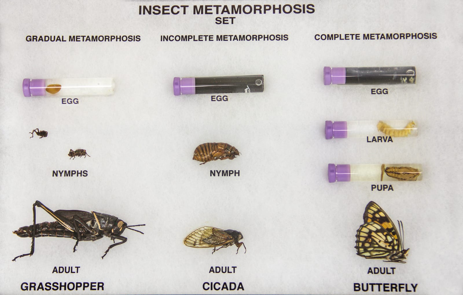 Insect Metamorphosis Riker Mount