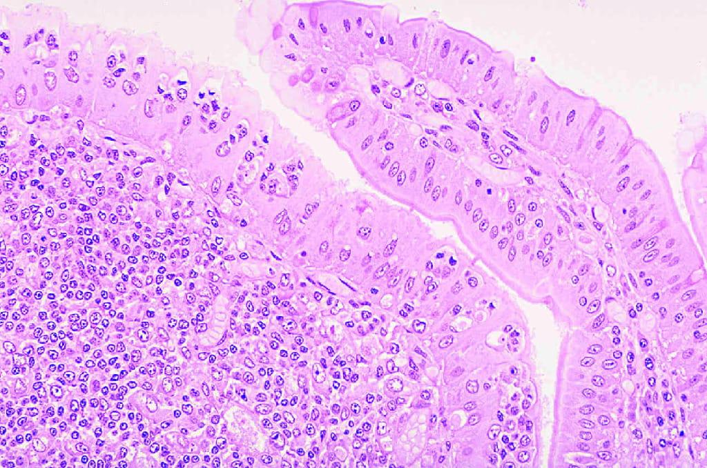Ileum, Thin Section Slide