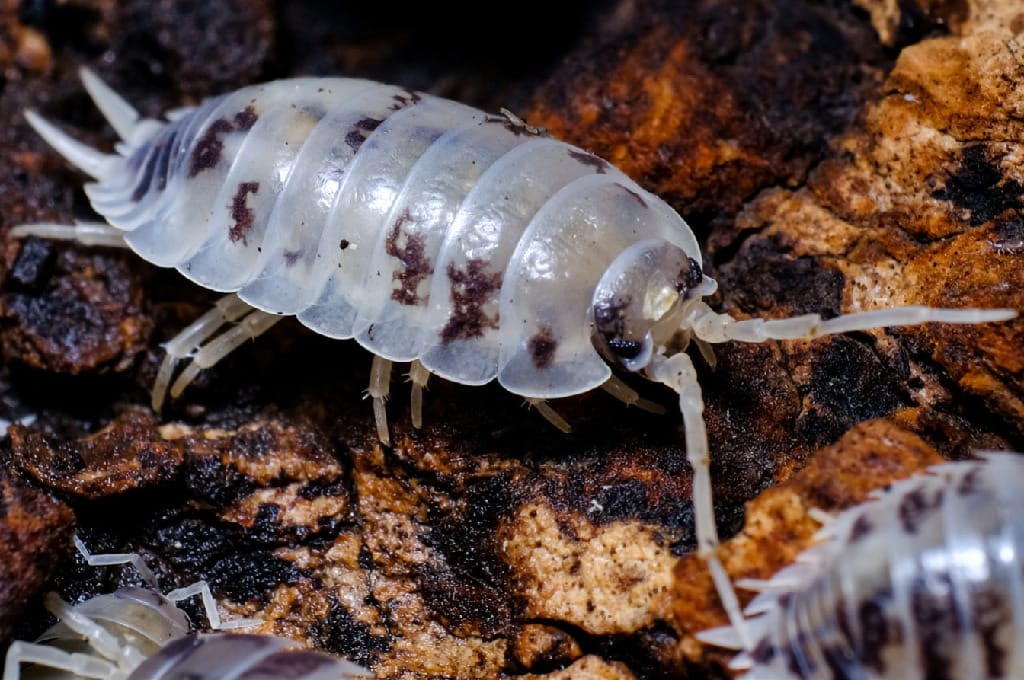 ReptiFauna Isopods