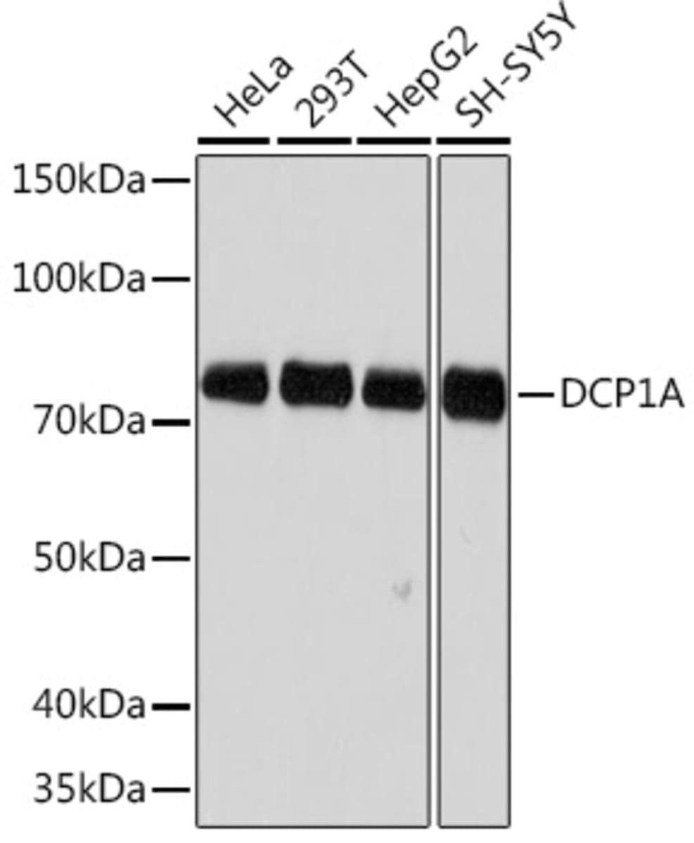 Anti-Dcp1a Rabbit Monoclonal Antibody [clone: ARC1421] | VWR, part of ...
