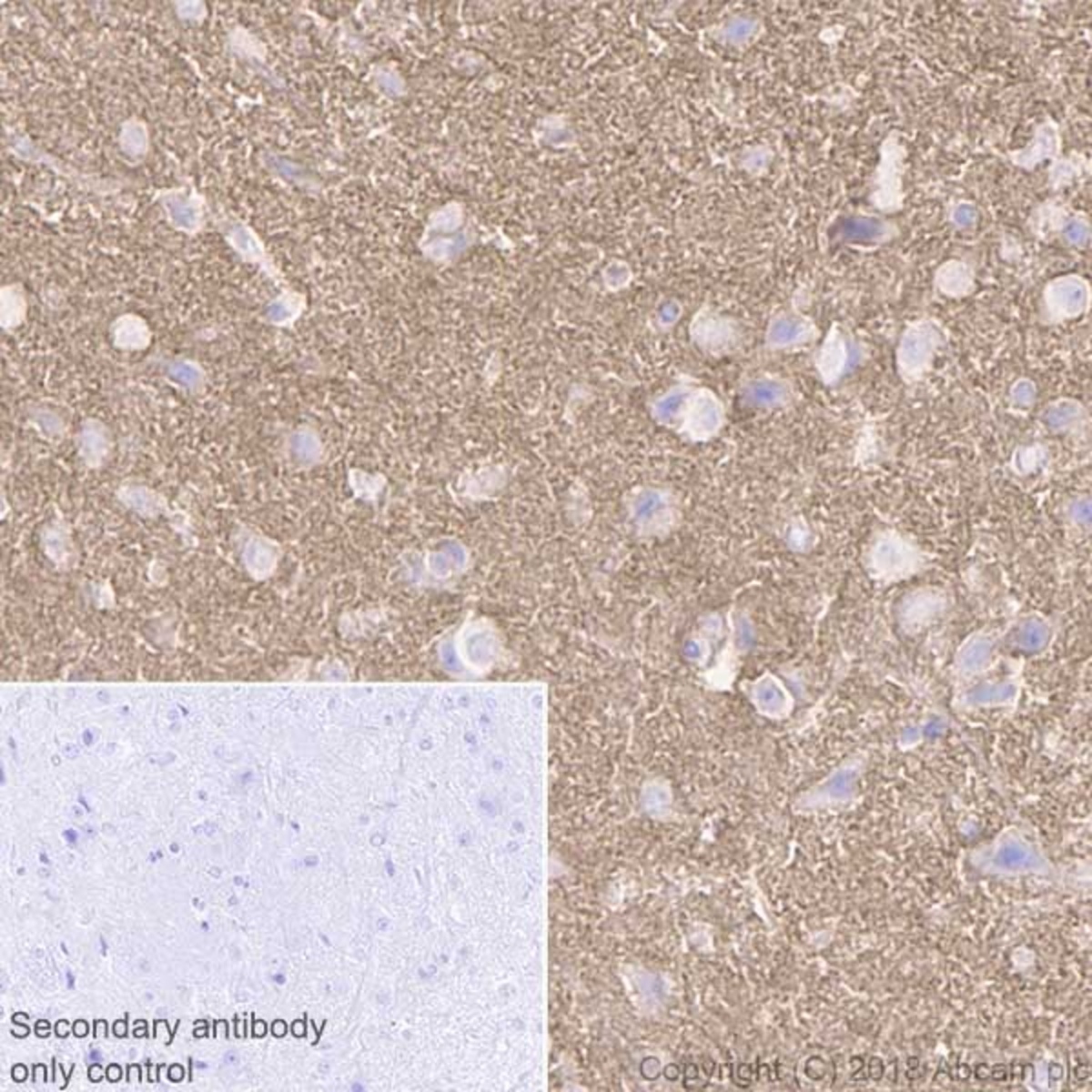 Anti-NCAM1 Rabbit Monoclonal Antibody [clone: EPR21827] | VWR, part of ...