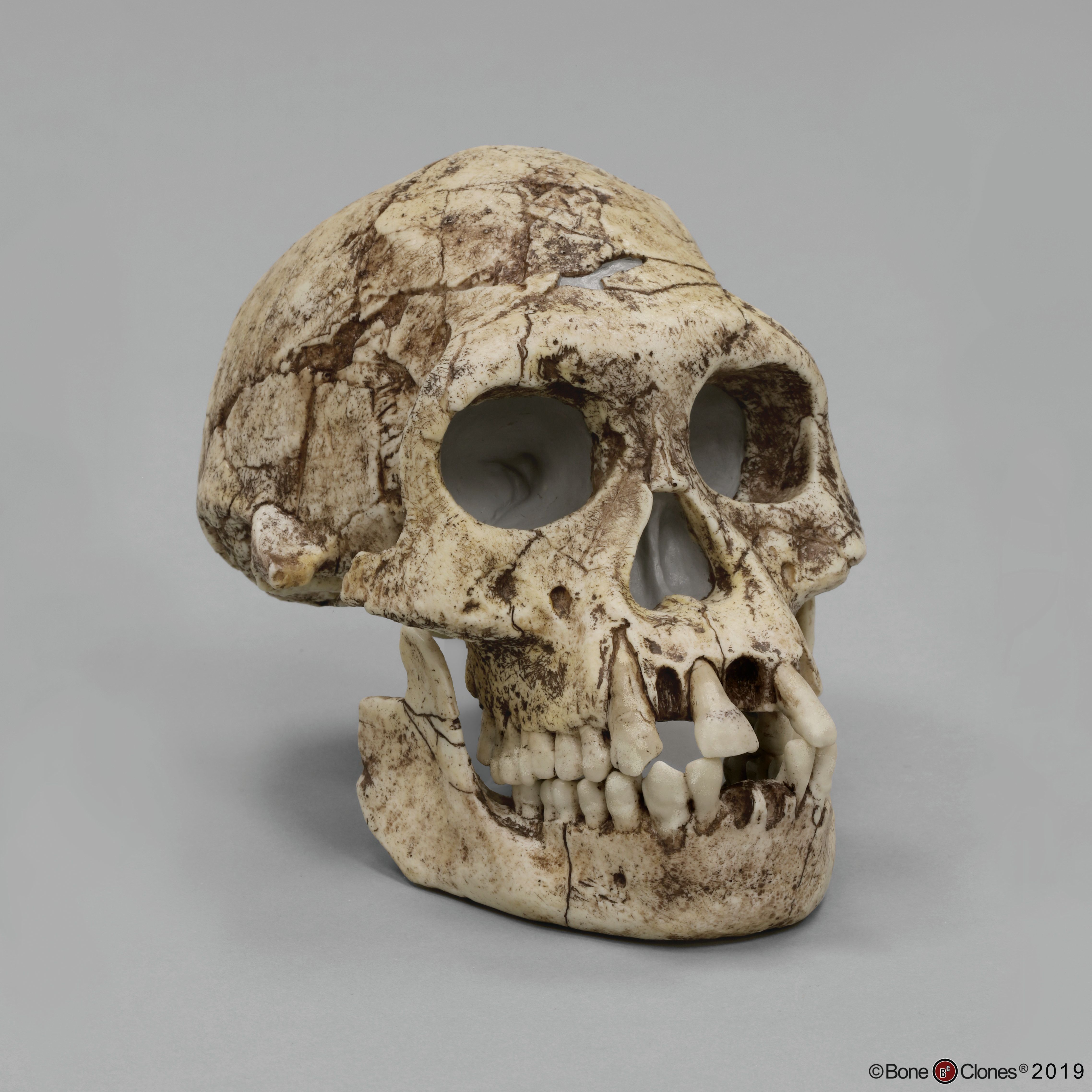Bone Clones® Dmanisi Homo erectus Skull 3