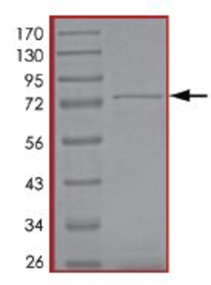 Human Recombinant PDE4C (from Baculovirus (Sf9 Insect cells)) | VWR ...