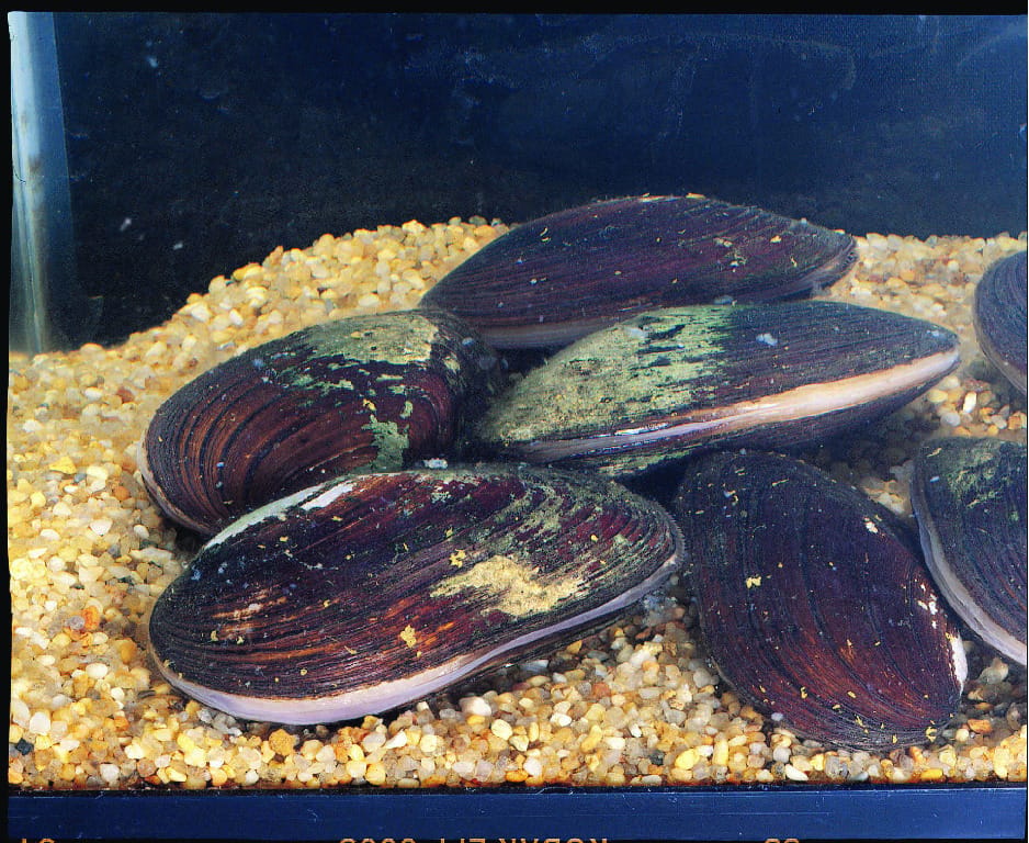 Ward's® Live Mussels