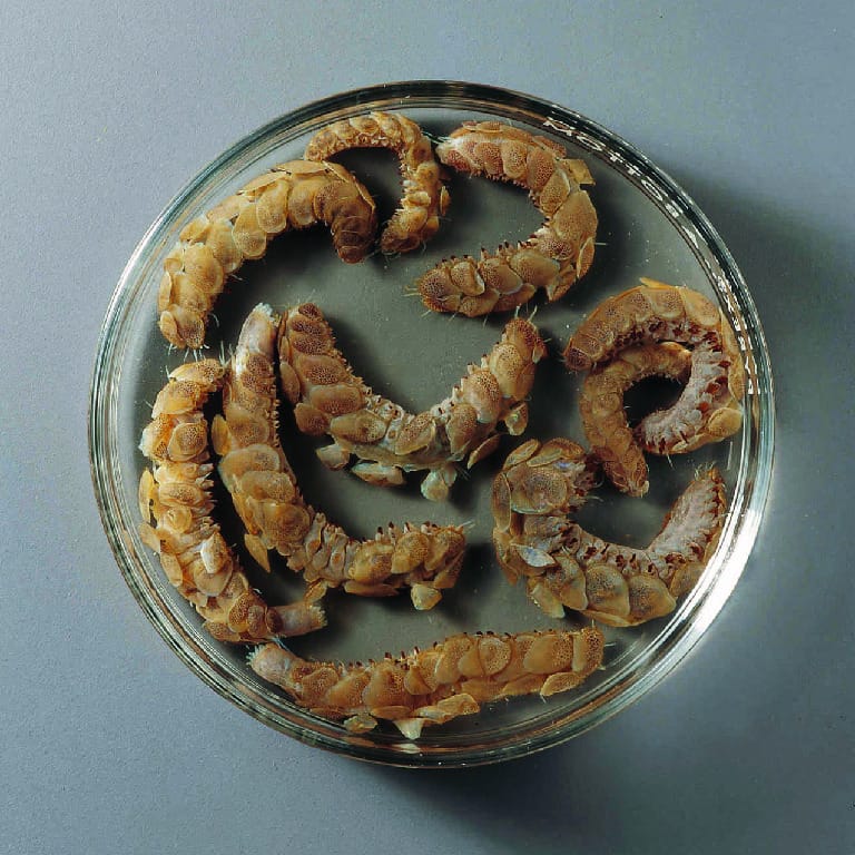 Scale Worm