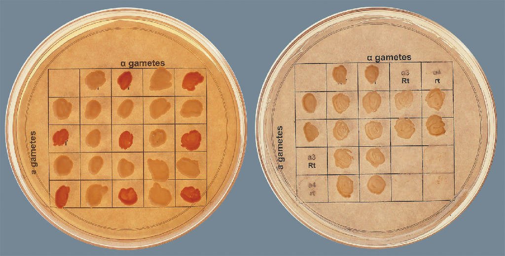 Ward's® Introduction to Genetics: A Dihybrid Cross in Yeast Lab Activity