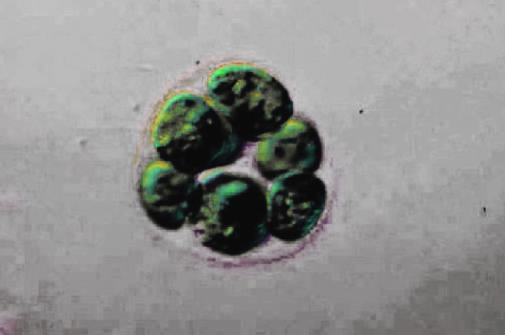 Pandorina